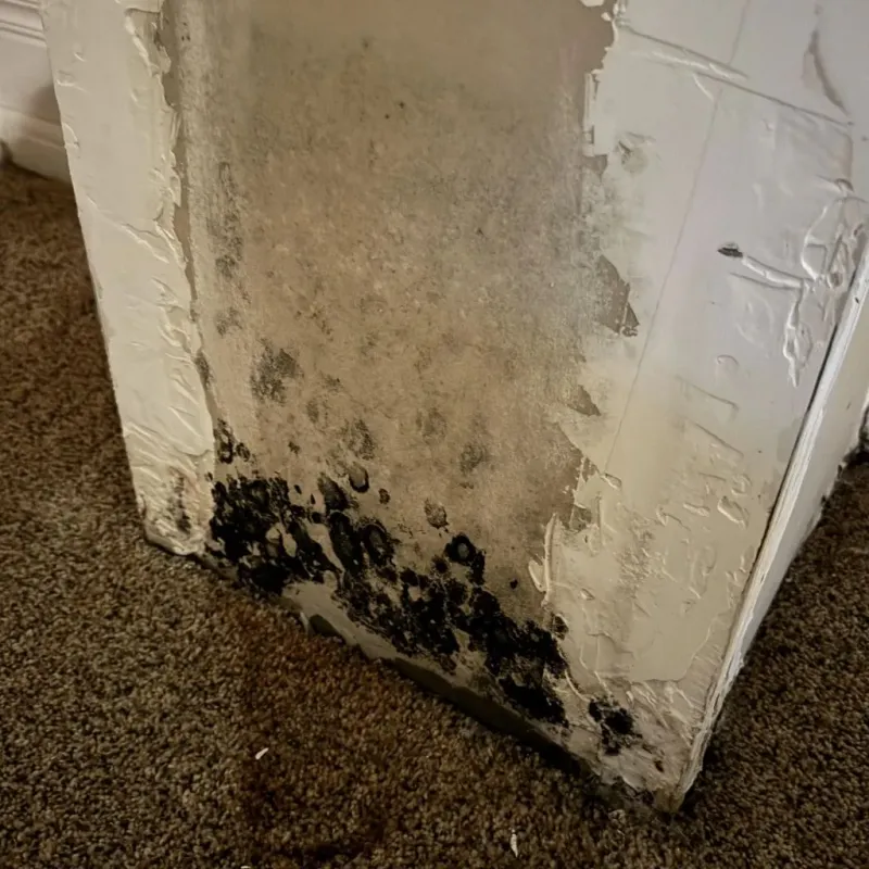 Professional Mold Removal in Parker, SD